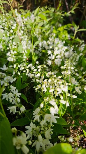 Plants, Flowering Shrubs, Grasses