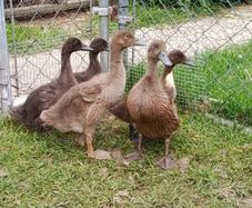 ducks