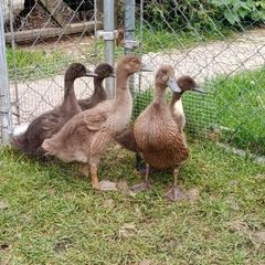 ducks