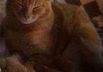 Kitten 6 months old