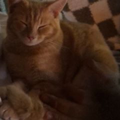 Kitten 6 months old