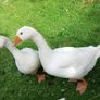 Geese Image 2