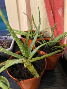 Aloe Vera Plant