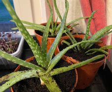 Aloe Vera Plant