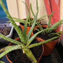 Aloe Vera Plant