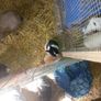 rabbit Image 2