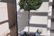 Lollipop trees