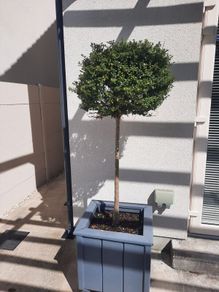 Lollipop trees