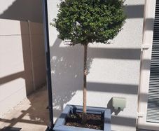 Lollipop trees