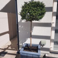 Lollipop trees