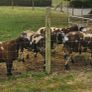 Pure dutch spotted and 3/4 bred spottie ewe lambs Image 3