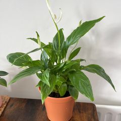 Peace lily house plant