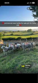 Commercial ewe lambs
