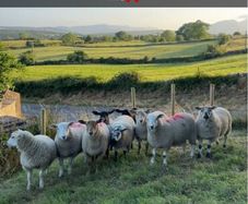 Commercial ewe lambs