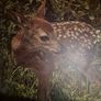 A first book of baby animals Image 3