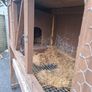 rabbit hutch Image 2