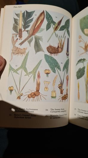 West Africa Lillies And Orchids. By J K. Morton. First Edition. Hardback In Good Condition. WITH 20 FABOLOUS PLATES WITH 80 LILLIES.