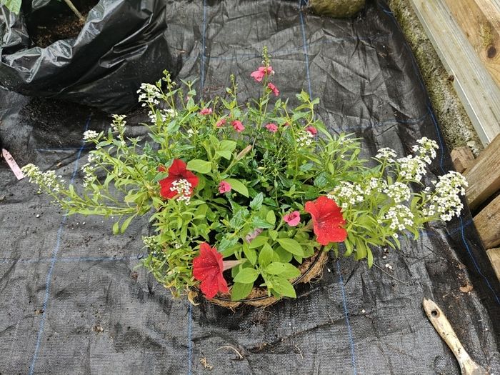Hanging baskets
