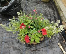 Hanging baskets