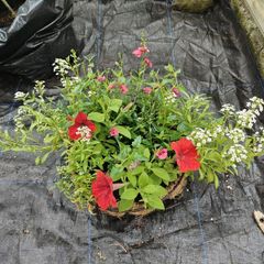 Hanging baskets
