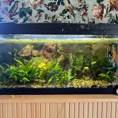 Fish tank, 80L