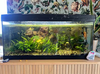 Fish tank, 80L