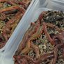Fresh live ragworm Image 4
