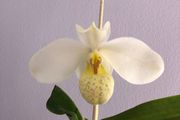 Paphiopedilum emersonii