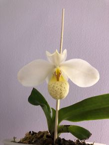 Paphiopedilum emersonii