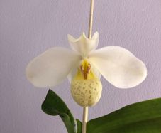 Paphiopedilum emersonii