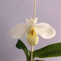 Paphiopedilum emersonii