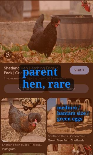 Trios: Ducks, Chickens, Geese