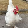 Bantam Rooster Image 3