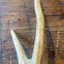 Vintage Deer Antler Image 5