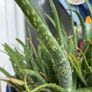 plant Image 3