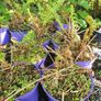 Ferns, 2 litre plants Image 3