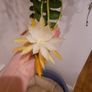 Fishtail/Fishbone Cacti/ Disocactus Anguliger Indoor Plant Image 4