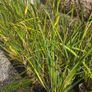 Grasses, New Zealand Iris Image 6