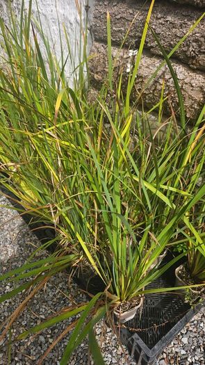 Grasses, New Zealand Iris