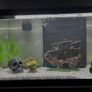 Heated fish tank, approx 42 L , with some accessories Image 7