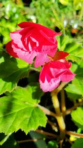 Begonia Tuberhybrida