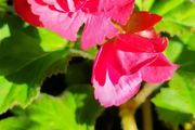 Begonia Tuberhybrida