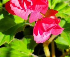 Begonia Tuberhybrida