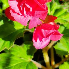 Begonia Tuberhybrida