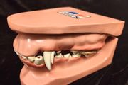 Vintage Canine Jaw Model