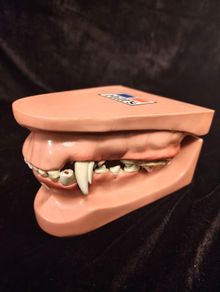 Vintage Canine Jaw Model