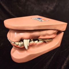Vintage Canine Jaw Model