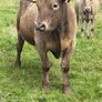 Full symbol organic Cattle Image 10