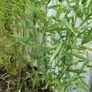 Bamboo Bissetii Image 3