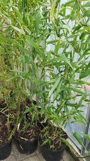 Bamboo Bissetii